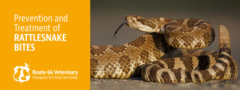Rattlesnake Bite Prevention And Treatment Route Veterinary