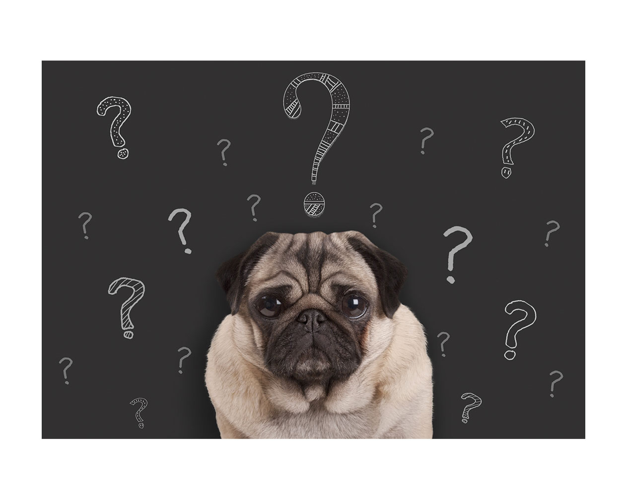 Frequently Asked Questions (FAQs) - Route 66 Veterinary Emergency