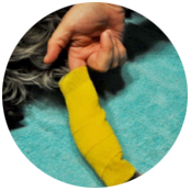 Basic pet wound dressing step 5